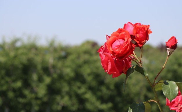 西安霸陵墓園恩澤園報(bào)價(jià)墓園價(jià)格-公墓價(jià)格一覽表