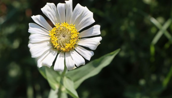 西安墓園能不能掃墓？祭祀規(guī)定