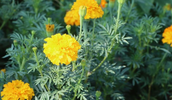 西安灞陵墓園上班時(shí)間 