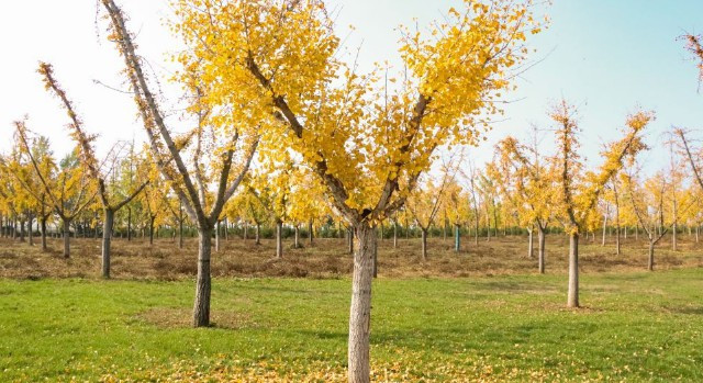 西安九龍山公墓價(jià)格使用年限，西安九龍山公墓的價(jià)格體系與使用期限