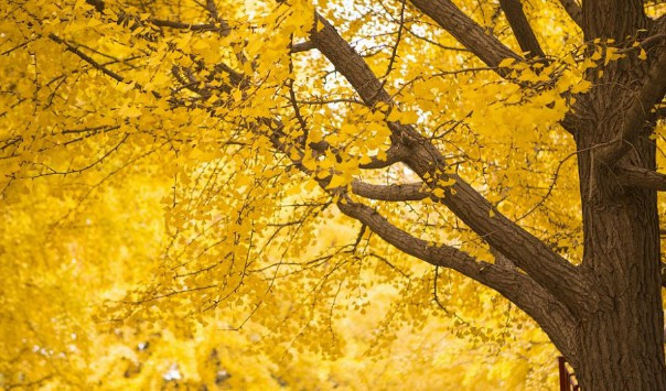 西安壽陽山墓園電話號(hào)碼查詢