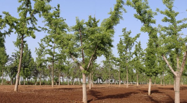 鳳棲山墓園提供專業(yè)、人 性化、溫馨化的殯葬服務