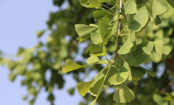 西安霸陵墓園新區(qū)班車(chē)引導(dǎo)