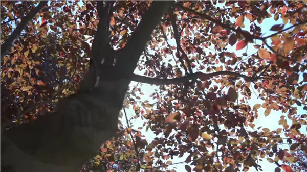 西安墓園哪里好？依山傍水-免費(fèi)接送看墓