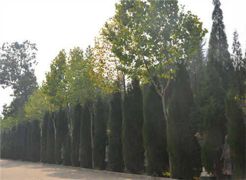 西安鳳棲山公墓的價(jià)格？電話、地址-鳳棲山墓園南區(qū)管理處