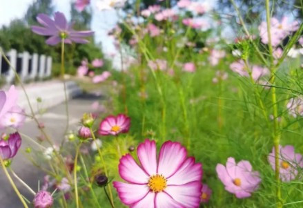 西安市長(zhǎng)安區(qū)鳳棲山墓園價(jià)格