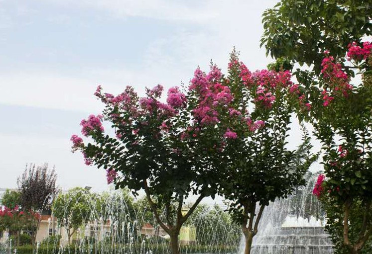 西安鳳棲山墓園價格查詢